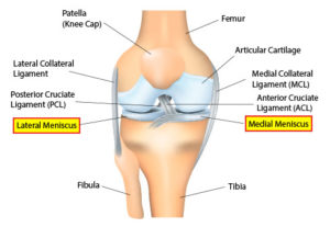 Anatomy of the Knee